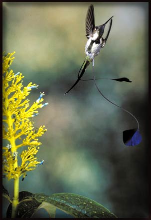 Picture 10 of Hummingbirds