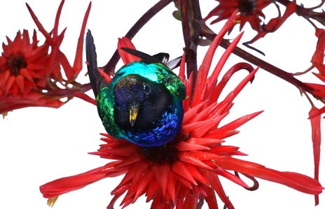 Picture 11 of Hummingbirds