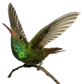 Picture 14 of Hummingbirds