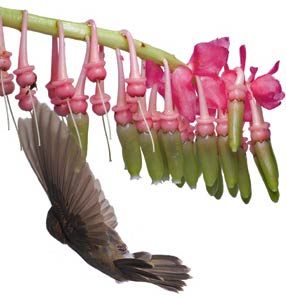 Picture 15 of Hummingbirds