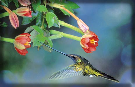 Picture 16 of Hummingbirds