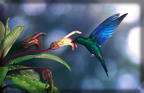 Picture 4 of Hummingbirds