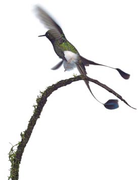 Picture 5 of Hummingbirds