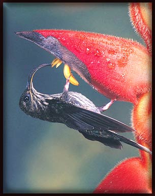 Picture 6 of Hummingbirds
