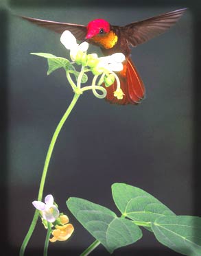 Picture 7 of Hummingbirds
