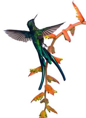 Picture 8 of Hummingbirds