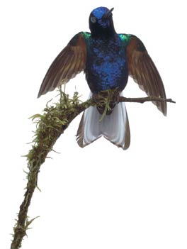 Picture 9 of Hummingbirds
