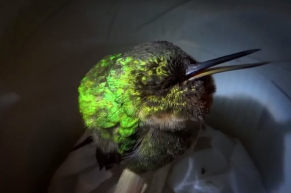 Picture 1 of Hummingbirds 'snoring' like humans