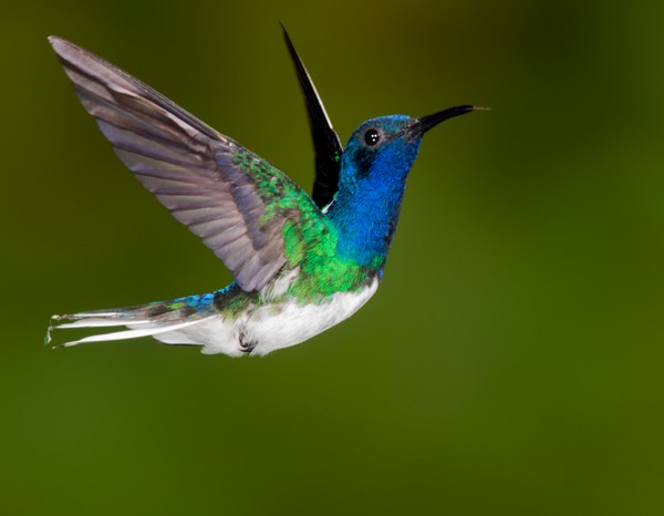 Picture 2 of Hummingbirds 'snoring' like humans