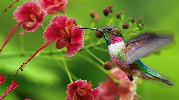 Picture 3 of Hummingbirds 'snoring' like humans