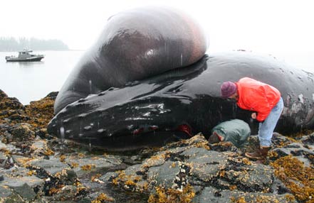 Humpback whale tongue is as big as ... car images 1