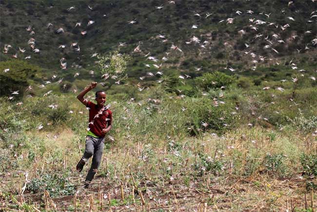 Picture 14 of Hundreds of millions of grasshoppers 'attack' Africa, destroying crops
