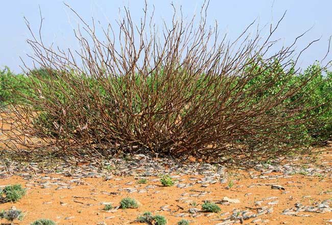 Picture 9 of Hundreds of millions of grasshoppers 'attack' Africa, destroying crops