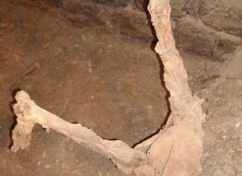 Picture 8 of Hundreds of mummies discovered in mass graves