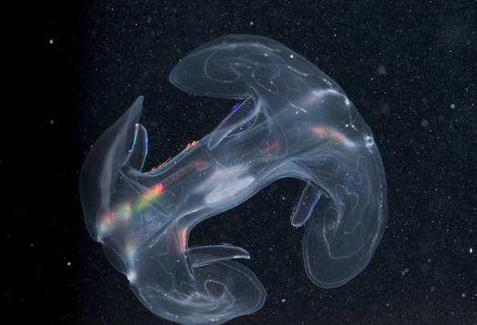 Picture 1 of Hundreds of new species discovered in coral reefs in Australia (Part I)