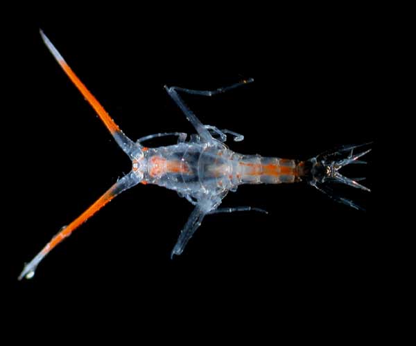 Picture 2 of Hundreds of new species discovered in coral reefs in Australia (Part I)