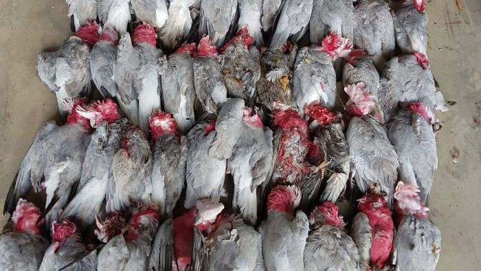 Picture 1 of Hundreds of parrots fell on Australian streets