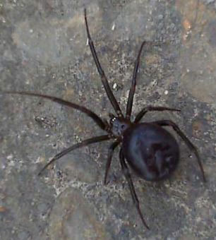 Hundreds of poisonous spiders invaded the British Navy base