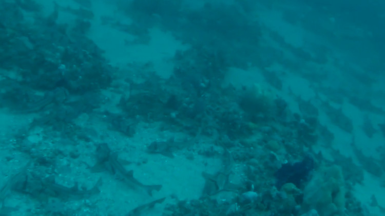 Picture 1 of Hundreds of sharks lie side by side on the Australian seabed