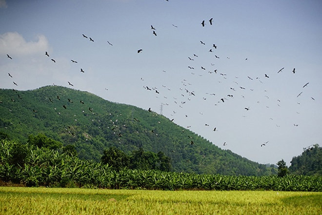 Picture 1 of Hundreds of strange birds appeared in Lao Cai