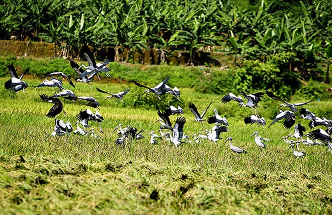 Picture 2 of Hundreds of strange birds appeared in Lao Cai