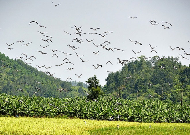 Picture 3 of Hundreds of strange birds appeared in Lao Cai