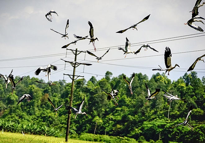 Picture 4 of Hundreds of strange birds appeared in Lao Cai