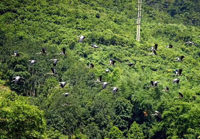Picture 5 of Hundreds of strange birds appeared in Lao Cai