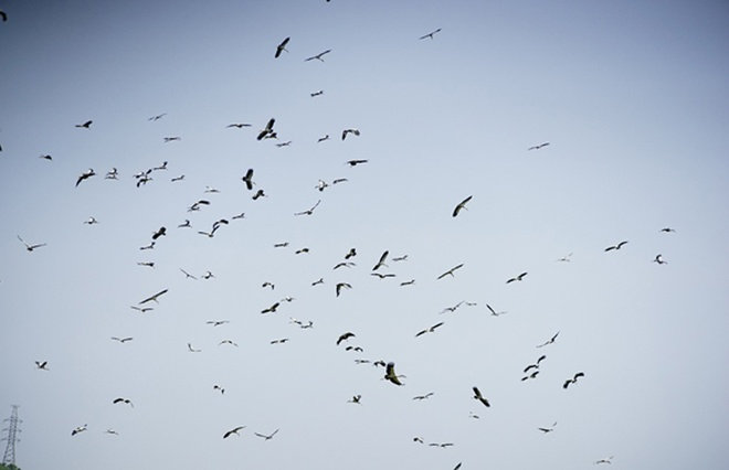 Picture 6 of Hundreds of strange birds appeared in Lao Cai
