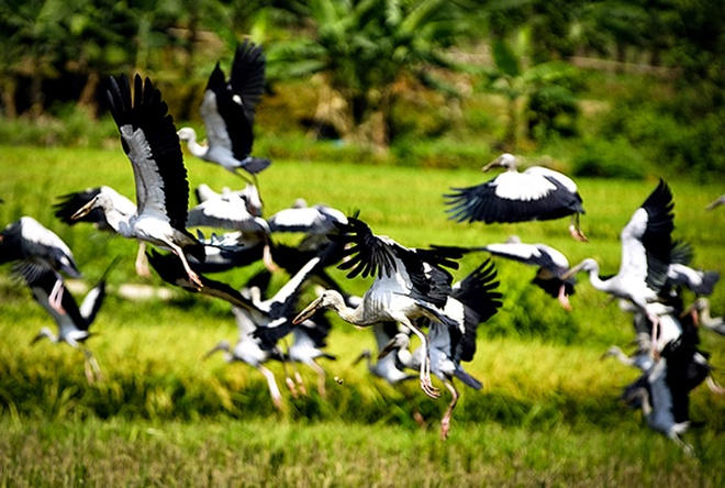 Picture 7 of Hundreds of strange birds appeared in Lao Cai