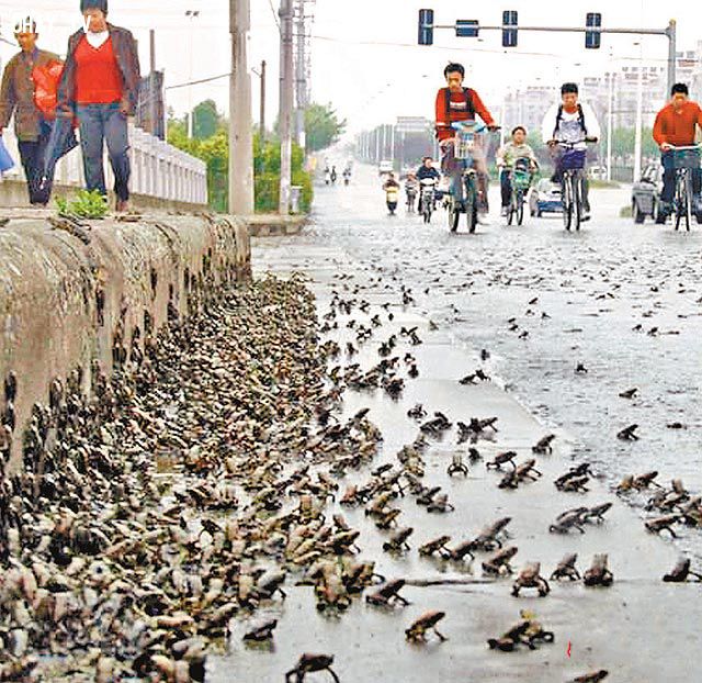 Picture 1 of Hundreds of thousands of bullfrogs appeared in Tay Ninh