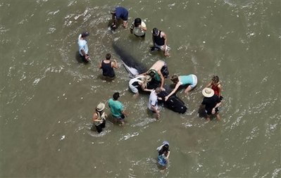 Picture 1 of Hundreds of whales are stranded in New Zealand