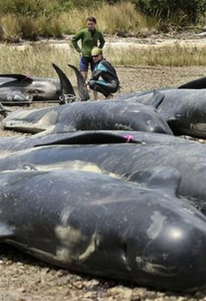 Picture 2 of Hundreds of whales are stranded in New Zealand