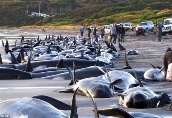 Picture 1 of Hundreds of whales die in New Zealand