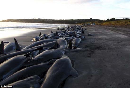 Picture 2 of Hundreds of whales die in New Zealand