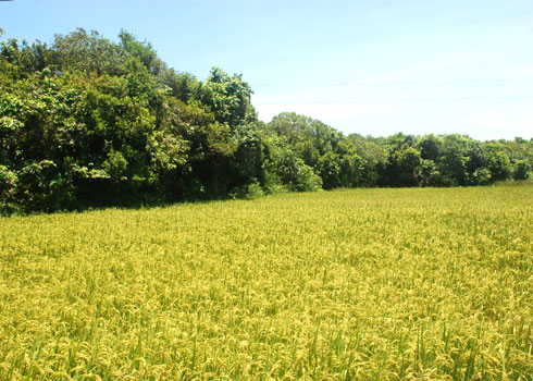 Picture 2 of Hundred-year-old eco-forest in the village