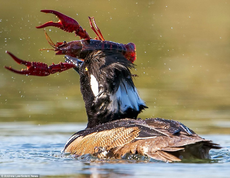 Picture 1 of Hungry ducks risk their lives and then devour the giant red shrimp