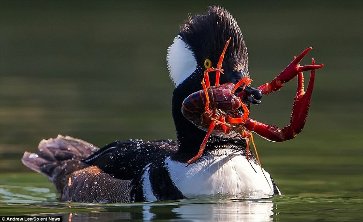 Picture 2 of Hungry ducks risk their lives and then devour the giant red shrimp