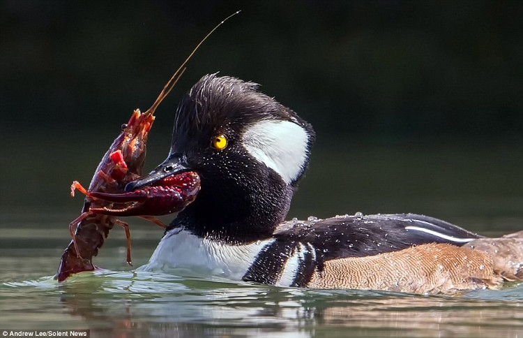Picture 3 of Hungry ducks risk their lives and then devour the giant red shrimp