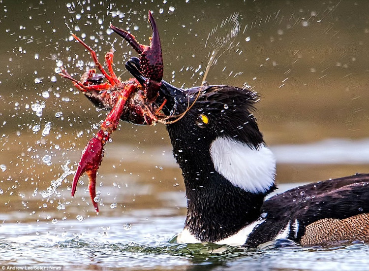 Picture 4 of Hungry ducks risk their lives and then devour the giant red shrimp