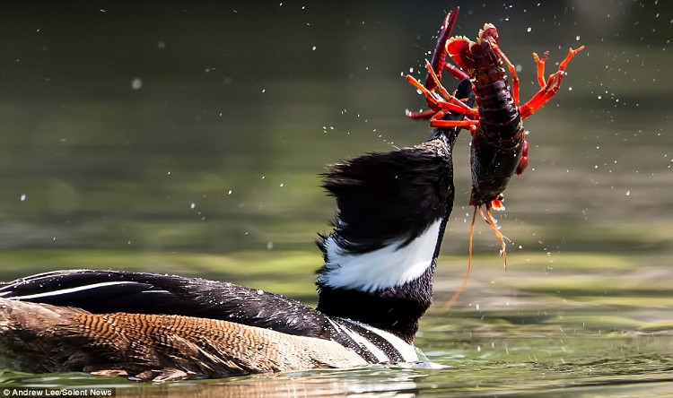 Picture 5 of Hungry ducks risk their lives and then devour the giant red shrimp