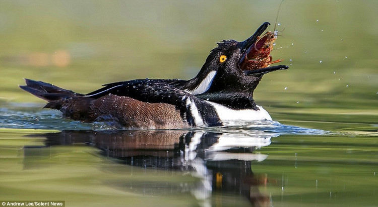 Picture 6 of Hungry ducks risk their lives and then devour the giant red shrimp