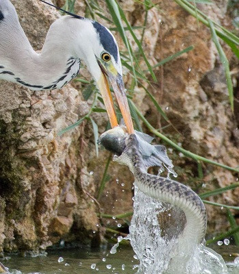 Picture 1 of Hungry heron raven snatching fish of snakes