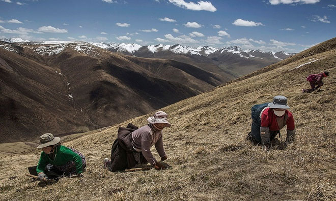 Picture 1 of Hunt for cordyceps in the Tibetan plateau