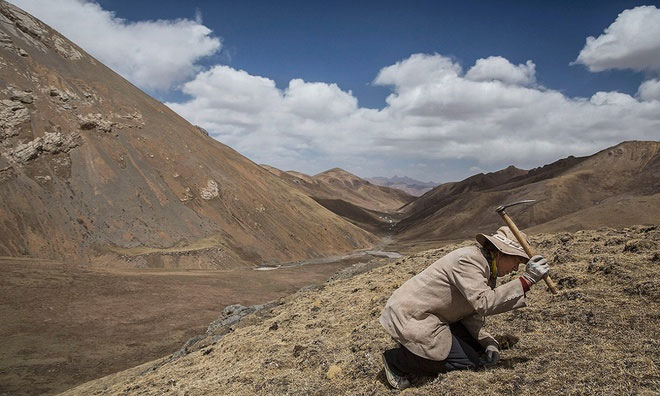 Picture 2 of Hunt for cordyceps in the Tibetan plateau