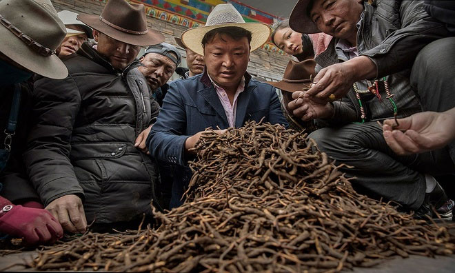 Picture 3 of Hunt for cordyceps in the Tibetan plateau