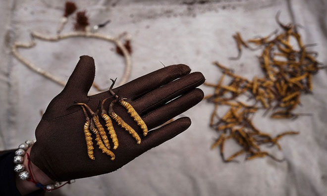 Picture 5 of Hunt for cordyceps in the Tibetan plateau