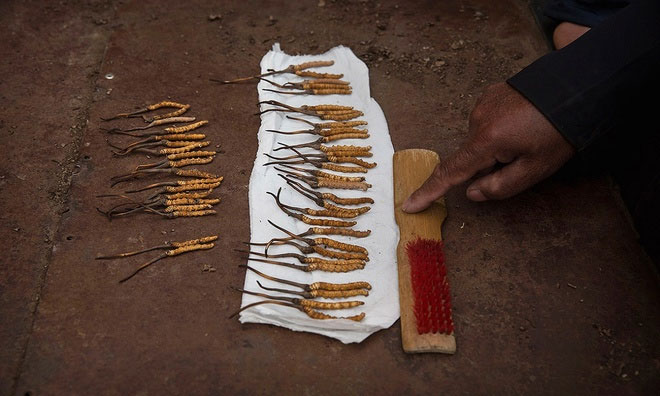 Picture 6 of Hunt for cordyceps in the Tibetan plateau