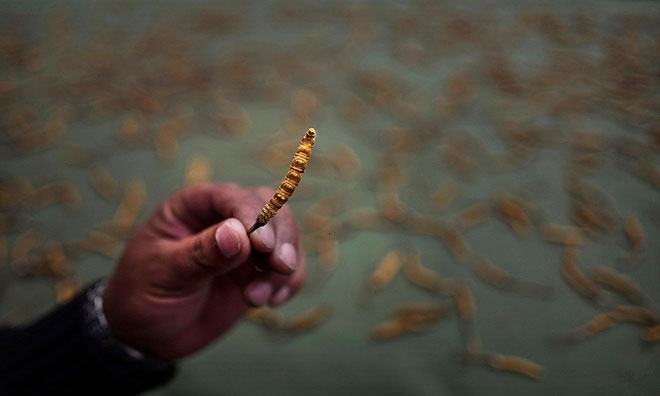 Picture 7 of Hunt for cordyceps in the Tibetan plateau