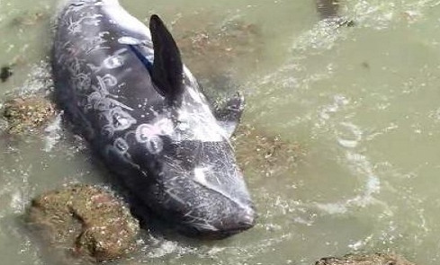 Picture 3 of Hunted, dolphins desperately rushed their heads into the rocks